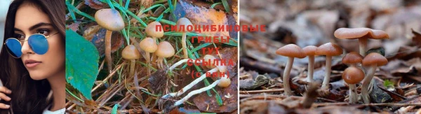 гашик Зерноград